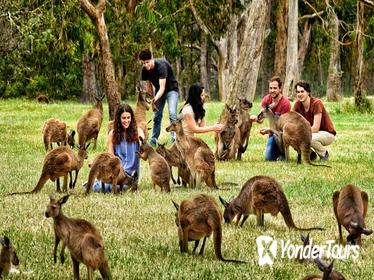 Full-Day Wildlife and Historic Hahndorf Tour from Adelaide