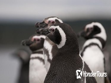 Gable Island and Penguin Rookery with Canoeing (Ushuaia)