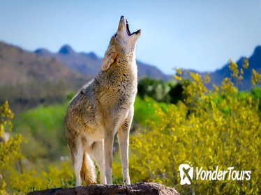 General Admission Arizona-Sonora Desert Museum