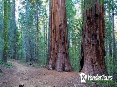 Giant Sequoia Grove Hike