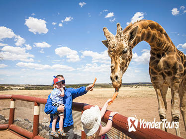 Giraffe Safari and a day at Monarto Zoo