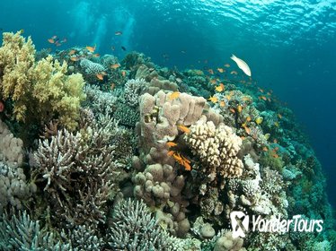 Glass Bottom Boat Cruise and Coral Reef Viewing