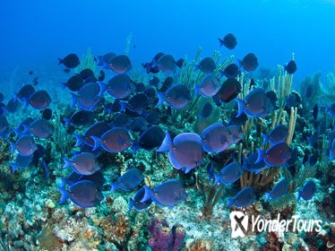 Glass Bottom Boat Cruise at Buccoo Reef