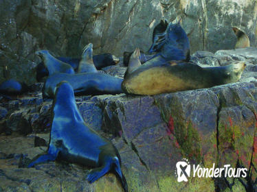 Glass-Bottom Boat Cruise in Cabo San Lucas