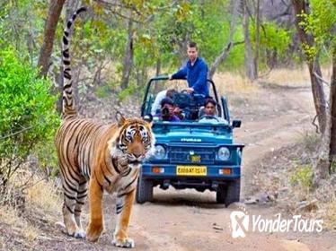 Golden Triangle & Tigers (Delhi-Agra-Jaipur-Ranthambore National Park)