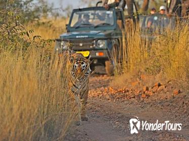 Golden Triangle Tour with Ranthambore