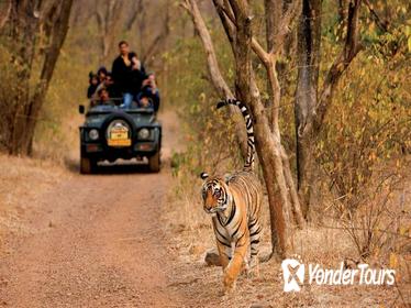 Golden Triangle with Ranthambore & Udaipur