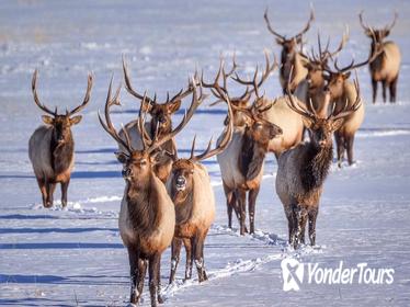 Grand Teton and National Elk Refuge Winter Day Trip