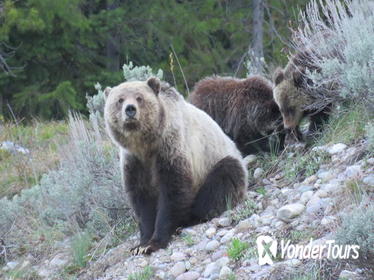 Grand Teton National Park Full-Day Guided Tour