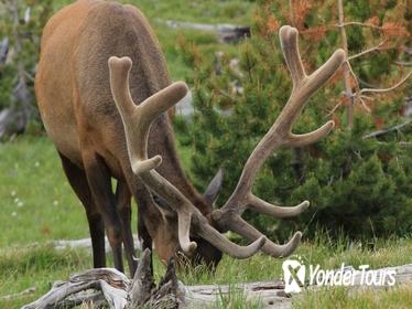 Grand Teton Winter Morning Guided Tour