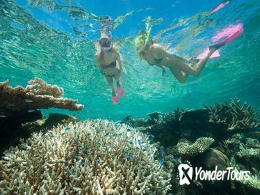 Great Barrier Reef Diving and Snorkeling Cruise from Cairns