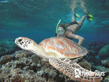 Great Barrier Reef Sailing and Snorkeling Cruise from Port Douglas