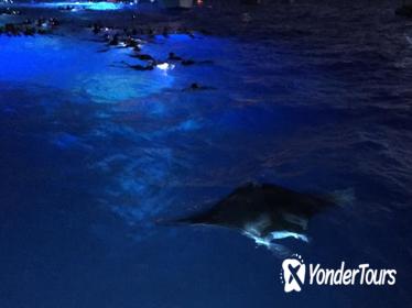 Guaranteed Manta Ray Night Snorkel