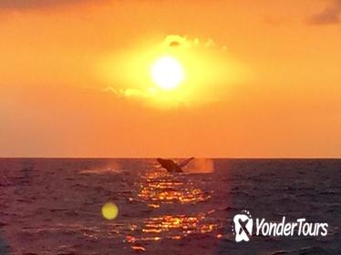 Guaranteed Whale Watch in Kona