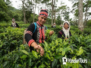 Guided Araksa Tea Plantation Tour near Chiang Mai