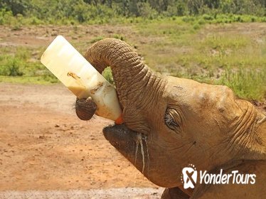 Guided Day Tour in Nairobi: Sheldrick Trust Elephant Orphanage, Giraffe Center and Maasai Market