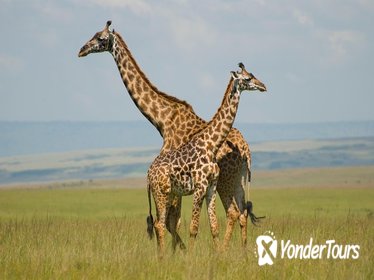 Half Day Nairobi National Park Guided Tour From Nairobi