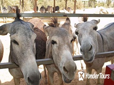 Half-Day Animal Sanctuary Tour in Aruba