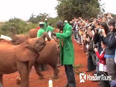 Half-Day Baby Elephant Orphanage and Giraffe Center Tour from Nairobi