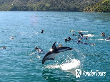 Half-Day Dolphin Eco-Tour from Picton