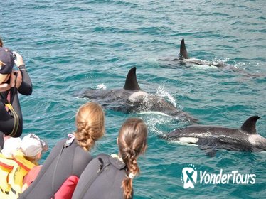 Half-Day Dolphin Viewing Eco-Tour from Picton