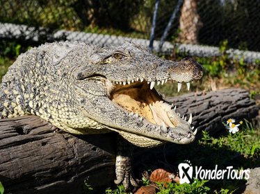 Half-Day Florida Everglades Guided Airboat Tour from Miami