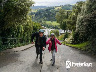 Half-Day Iconic Dunedin City Tour