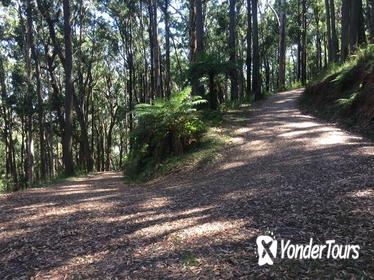 Half-Day Mount Dandenong Trail Running Tour Including Breakfast
