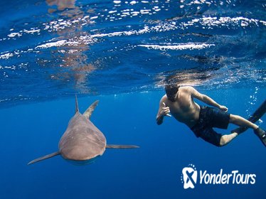 Half-Day Snorkeling or Swimming with Sharks Tour in Cabo San Lucas