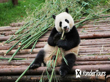 Half-Day Tour at Chengdu Panda Breeding Research Base