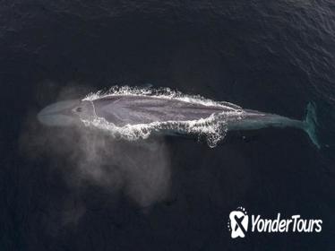 Half-Day Whale Watching Tour From Monterey