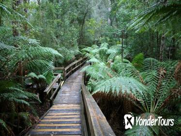 Hastings Caves and Tahune Forest AirWalk Tour from Hobart