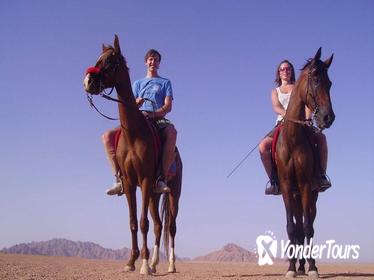 Horse Riding in Dahab