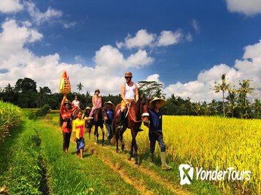Horse Riding Through Rice Field Horse Riding Through Rice Field