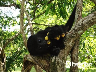 Howler Monkey Sanctuary Shore Excursion from Belize City