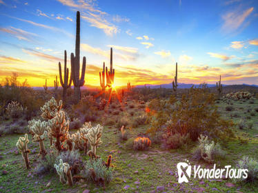 Hummer Night Tour in the Sonoran Desert