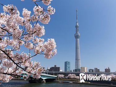 Japan Sakura Tour 11days