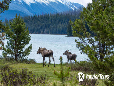 Jasper Wildlife and Waterfalls Tour with Maligne Lake Hike Jasper Wildlife and Waterfalls Tour with Maligne Lake Hike