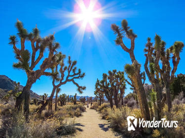 Joshua Tree National Park Customized Guided Hiking Tour