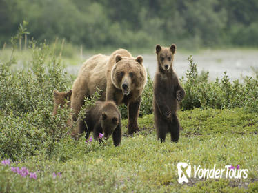 Juneau Shore Excursion: Exclusive Pack Creek Bear Viewing from Juneau