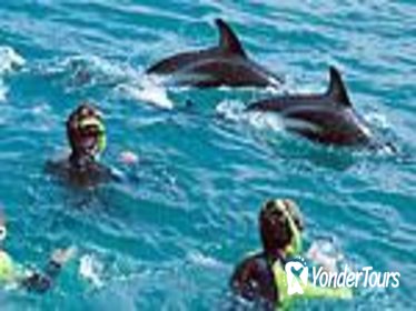 Kaikoura Swim with Dolphins Tour from Christchurch