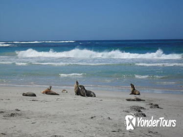 Kangaroo Island in a Day Tour from Adelaide Kangaroo Island in a Day Tour from Adelaide