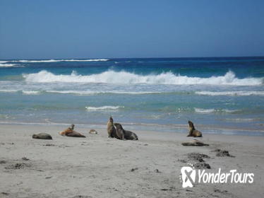 Kangaroo Island in a Day Tour from Adelaide