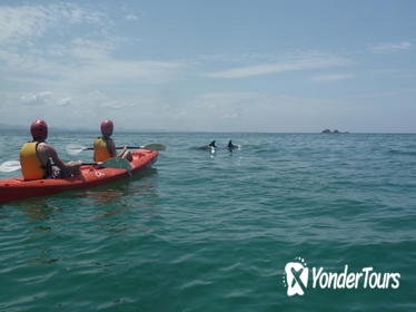 Kayaking with Dolphins in Byron Bay