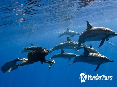 Kealakekua Bay Snorkel and Wild Dolphin Swim