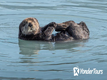 Kenai Fjords and Resurrection Bay Half-Day Cruise