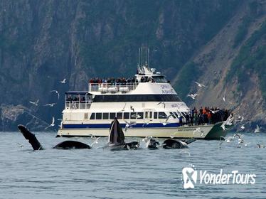 Kenai Fjords National Park Glacier and Wildlife Cruise