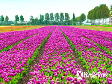 Keukenhof Garden Private Transfer with Entrance Tickets