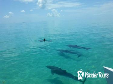 Key West Shore Excursion: Shipwreck Snorkel and Wild Dolphin Encounter