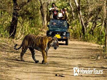 Khajuraho Day Tour: Jungle Safari at Panna National Park and Western and Eastern Temple